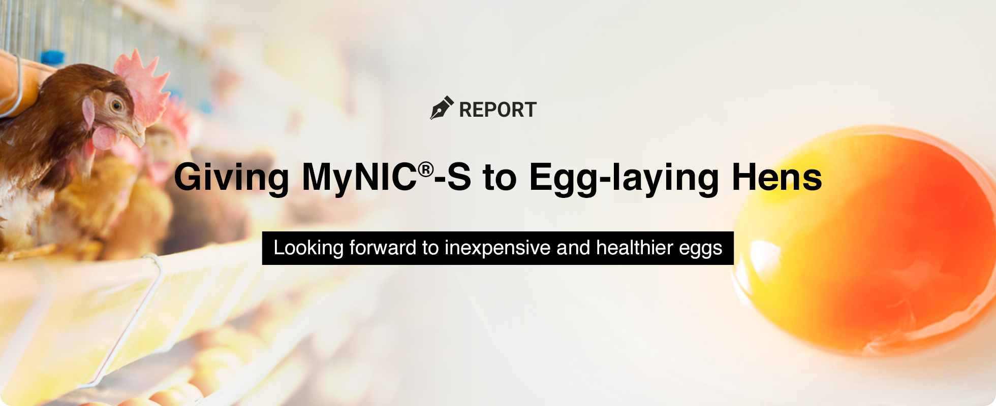 Giving MyNIC®-S to Egg-laying Hens. Looking forward to inexpensive and healthier eggs.