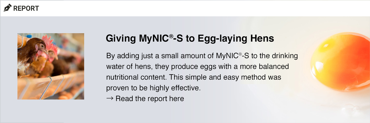 Giving MyNIC®-S to Egg-laying Hens